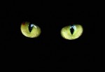 medium_black-cat_yeux.jpg