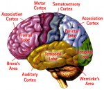 medium_cortex_cérébrale.2.jpg