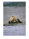 103905~Un-ours-brun-d-Alaska-guette-le-poisson-sur-la-berge-d-une-riviere-Affiches.jpg