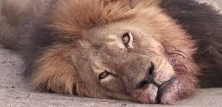 images le roi lion.jpg