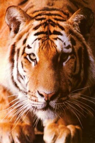 tigre01.jpg