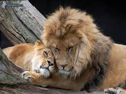 lion lionne Images et fonds.jpg