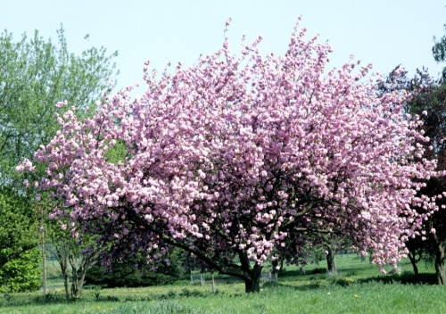 cerisier en fleurs.jpg