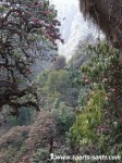 foret-de-rhododendrons-au-nepal.jpg