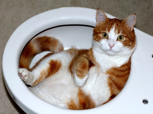 Cat_lying_in_a_toilet_bowl-950x711www.pepetshow.fr.jpg